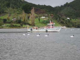 black_neck_swans.jpg (75666 bytes)