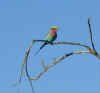 blue_bird.jpg (23266 bytes)