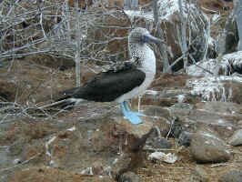 blue_footed_boobie.jpg (127836 bytes)