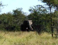 bull_elephant.jpg (30174 bytes)