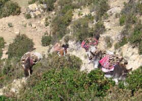 burro_wood_collecting.jpg (129845 bytes)