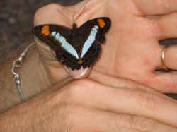 butterfly_friend.jpg (53721 bytes)
