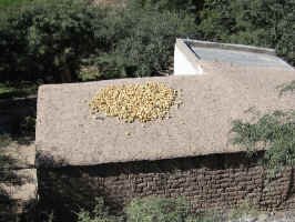 cachi_mud_roof.jpg (122423 bytes)