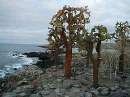 cactus_tree.jpg (84719 bytes)