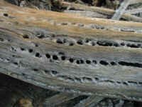 cactus wood composition.jpg (35111 bytes)