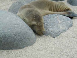 calif_sea_lion.jpg (105691 bytes)
