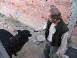 campground_llama.jpg (82551 bytes)