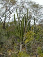 candelabra cactus.JPG (669950 bytes)