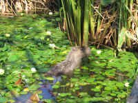 capybara.jpg (117848 bytes)
