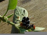caterpiller.jpg (53386 bytes)