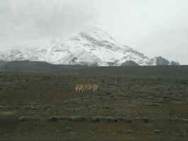 chimborazo_vicuna.jpg (50695 bytes)