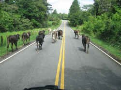 chiriqui_traffic_jam.jpg (96296 bytes)