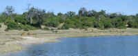 chobe_pan.jpg (99899 bytes)