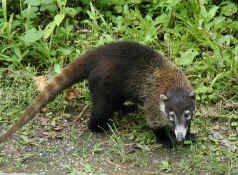 coatimundi.jpg (124535 bytes)