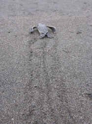 crawling_turtle.jpg (114312 bytes)