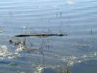 croc2.jpg (36396 bytes)