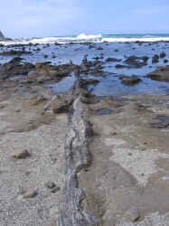 curio_bay_petrified_trees.jpg (106909 bytes)