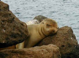 cute_sea_lion.jpg (73309 bytes)