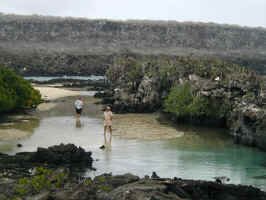 darwin_bay_estuary.jpg (81056 bytes)