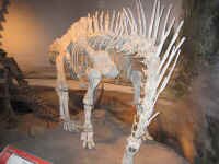 dino_skel.jpg (72859 bytes)