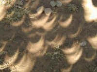 eclipse_crescents.jpg (94125 bytes)