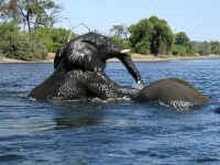 elephant1.jpg (49410 bytes)