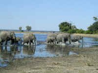 elephant2.jpg (37346 bytes)