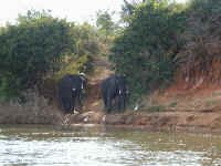 elephant_encounter2.jpg (53719 bytes)