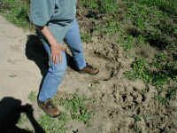 elephant_print.jpg (66775 bytes)