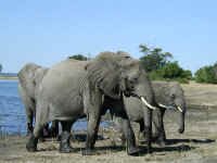elephant_wbaby2.jpg (36173 bytes)