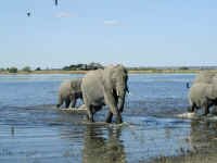 elephant_wbaby.jpg (31146 bytes)