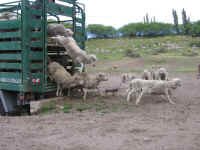 est_telkin_sheep_deliv.jpg (95411 bytes)