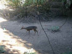 fauna .jpg (56046 bytes)