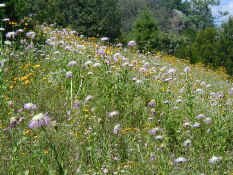 field of flowers.jpg (82821 bytes)