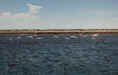 flamingoes.jpg (68395 bytes)