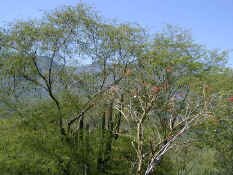 flora1.jpg (69057 bytes)