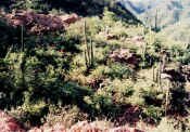 flora.jpg (63893 bytes)