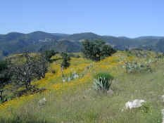 flora.jpg (48104 bytes)