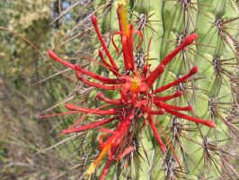 flowering_cactus1.jpg (105797 bytes)