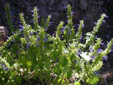 flowers1.jpg (76613 bytes)
