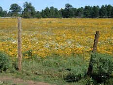 flowers2.jpg (72757 bytes)