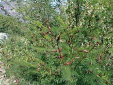 flowers4.jpg (88402 bytes)