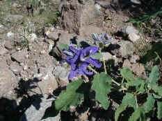 flowers5.jpg (65759 bytes)