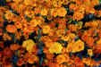 flowers.jpg (130596 bytes)