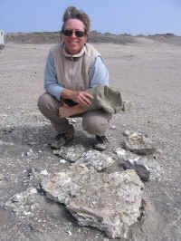 fossil_shells.jpg (96266 bytes)
