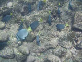 galop_fish.jpg (87080 bytes)