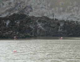 galop_flamingo.jpg (74188 bytes)