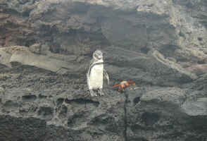 galop_penguin.jpg (89369 bytes)