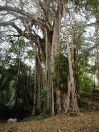 giant fig.jpg (138543 bytes)