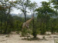 giraffe_matopo.jpg (72801 bytes)